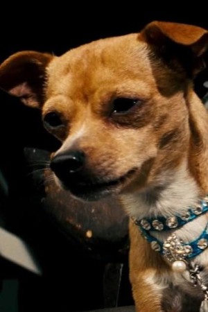 Chester the Chihuahua's poster