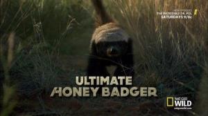 Ultimate Honey Badger's Poster