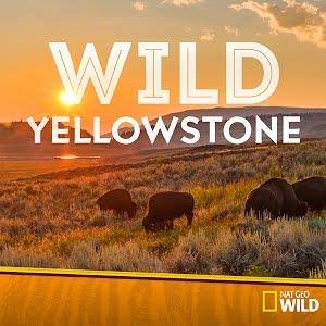 Wild Yellowstone's Poster