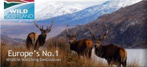 Wild Scotland's Poster