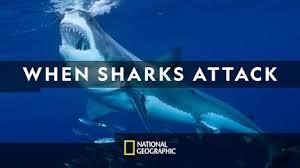 When Sharks Attack's Poster