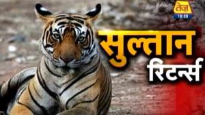 Tigers: Looking For Sultan's Poster