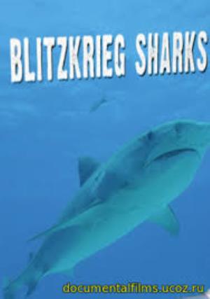 Blitzkrieg Sharks's Poster