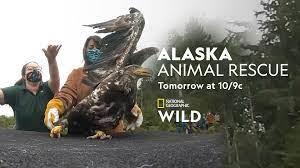 Alaska Animal Rescue: Risky Rescues's Poster