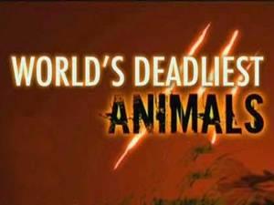 World's Deadliest Animals's Poster