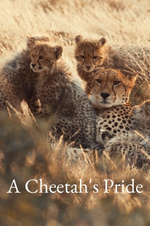A Cheetah's Pride's Poster