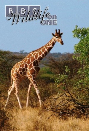 Wildlife on One's Poster