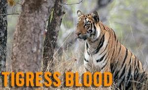 Tigress Blood Poster