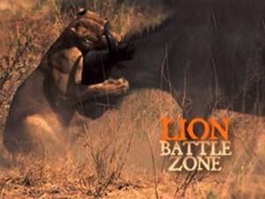 Nat Geo Gold : Lion Battle Zone Poster