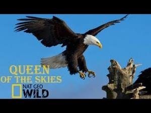 Eagle - Queen Of The Skies Poster