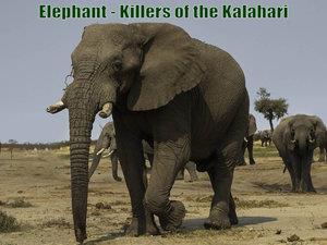 Elephant - Killers of the Kalahari Poster
