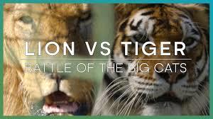 Wildlife: Clash Of Tigers Poster