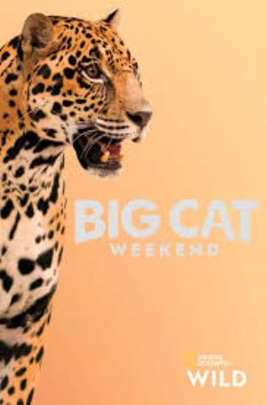 Big Cats: Clash of Tigers Poster