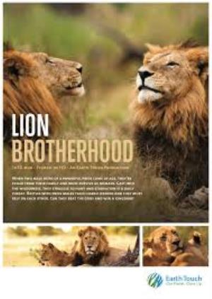 Big Cats: Lion Kingdom Poster