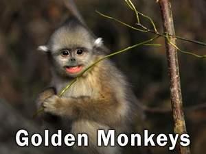Golden Monkeys Poster