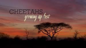Natural World: Cheetahs Growing Up Fast Poster