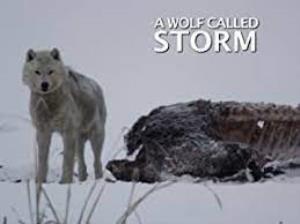 A Wolf Called Storm Poster
