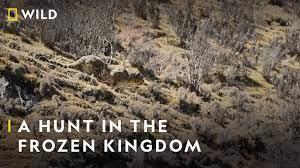 Frozen Kingdom Of The Snow Leopard Poster