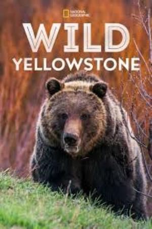 Hollywood's Killer Bear Poster