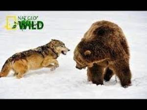 Wolf Vs Bear Poster
