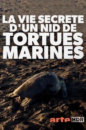 Nature's Turtle Nursery: Secrets from the Nest Poster