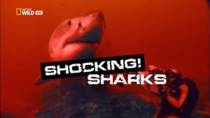 Shocking Sharks Poster