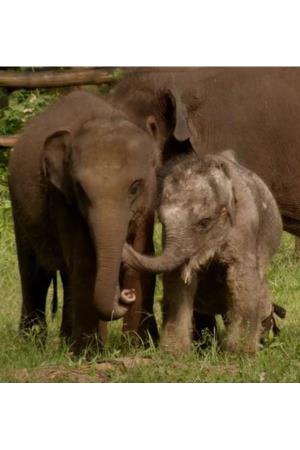 Sri Lanka: Elephant Island Poster